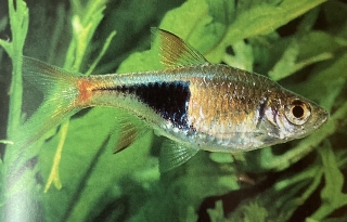 Rasbora arlequin (trigonostigma heteromorpha)